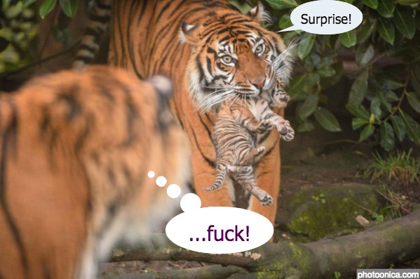 tiger surprise!